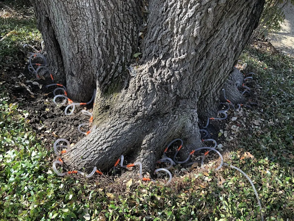 Detailed Tree Cabling and Bracing job site in Barnstable
