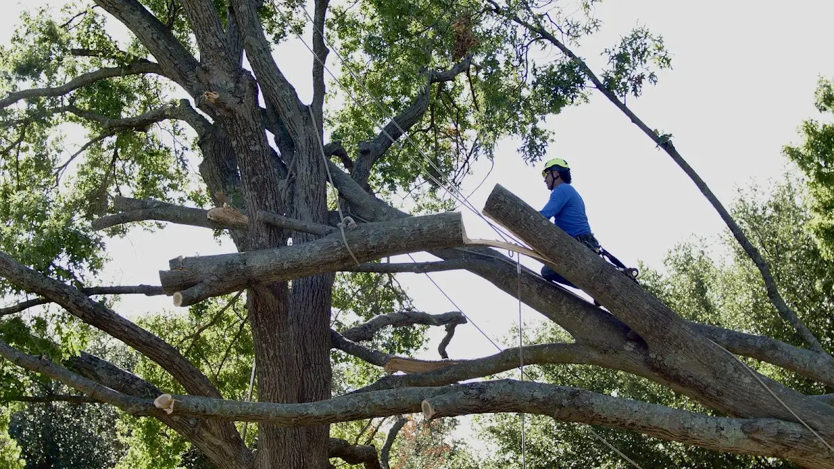 Professional Crown Thinning performed by certified arborists in Barnstable